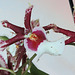 2024-03-03-01.56.09 ZS retouchedOrchid