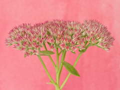 Sedum