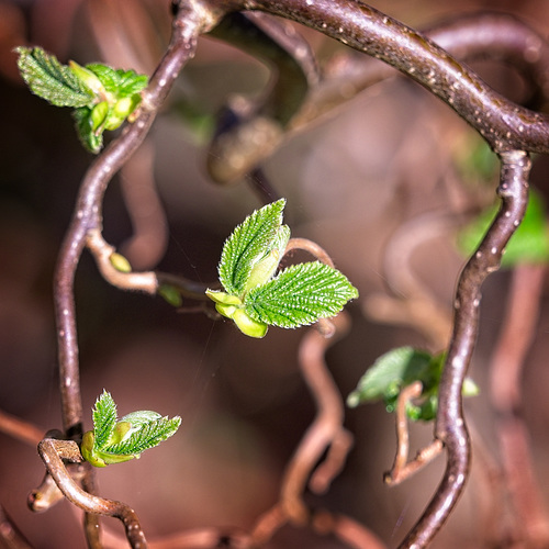New Growth