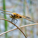 Four-spotted Chaser (Libellula quadrimaculata) 05