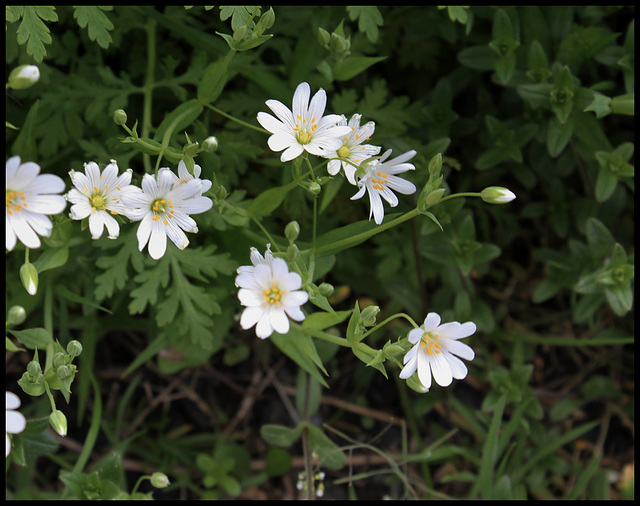 Stellaria holostea (3)