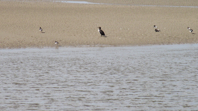 Small cormorant and some sand pipers