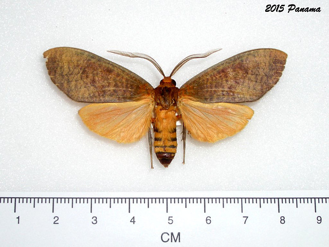 P048RG Ammalo ammaloides