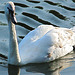 Swan at Caen Hill