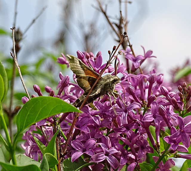 Sphinx Moth (Proserpinus juanita) a first