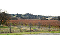 Wine county