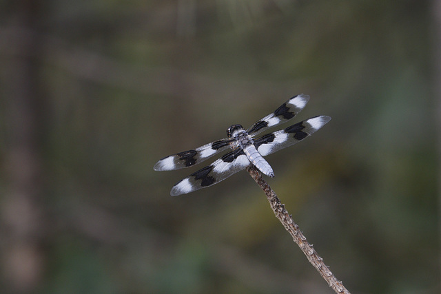 Common Whitetail Skimmer