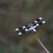 Common Whitetail Skimmer