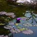 Israel, Eilat, Purple Lotus in the Botanical Garden