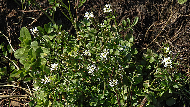 20200408 7101CPw [D~MI] Viermänniges Schaumkraut (Cardamine hirsuta), Großes Torfmoor, Hille