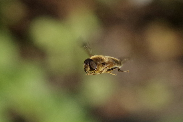 First attempt hoverfly