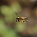 First attempt hoverfly