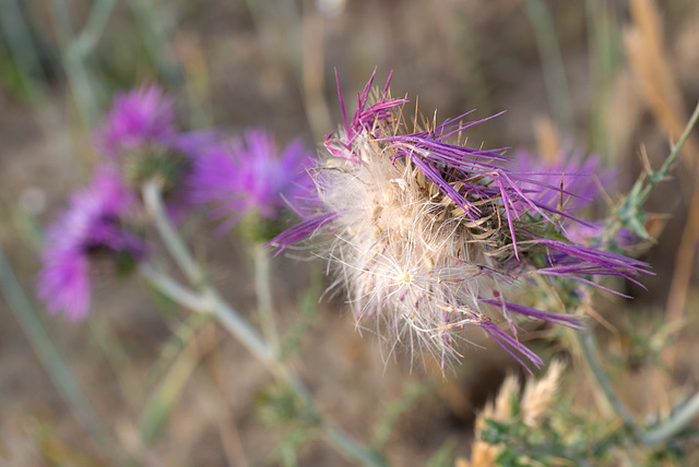 Galactites tomentosus