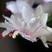 Schlumbergera