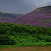 purple heather at Wildboar Clough