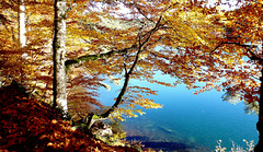 L'automne au lac PAVIN...