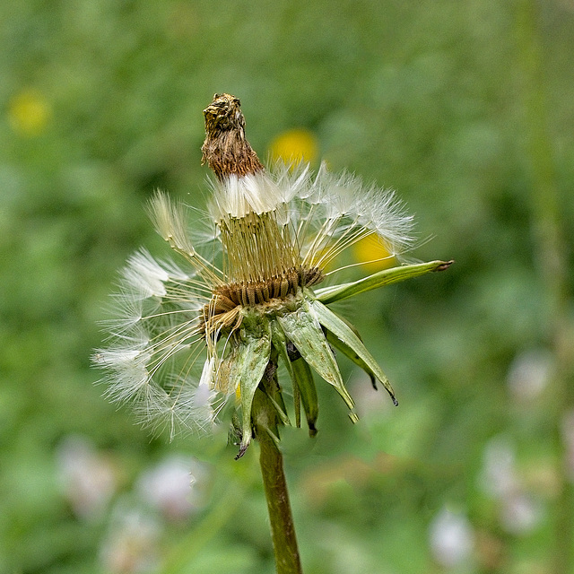 Dandelion Seed Head Dandelion Seed Head