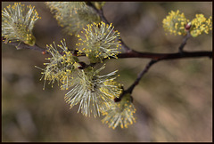 Salix caprea