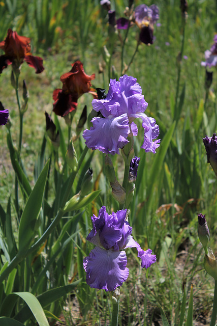 Orchidarium