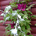 Clematis und der erste Schnee