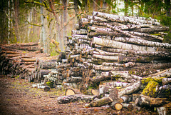 Forêt de Fontainebleau