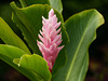 Pink Ginger, Trinidad