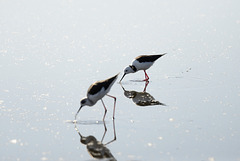 Black Winged Stilt