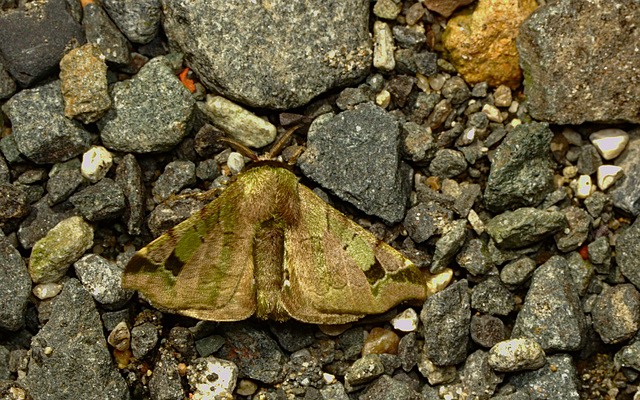 Moth IMG_2541