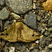 Moth IMG_2541