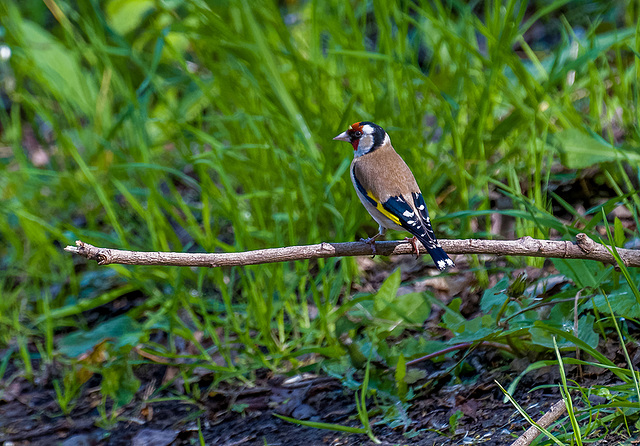 Goldfinch