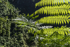 fern light