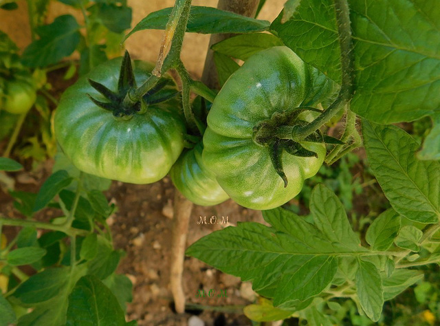 Tomates*************