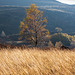 Lone tree with golden grasses