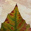 Autumn Leaf