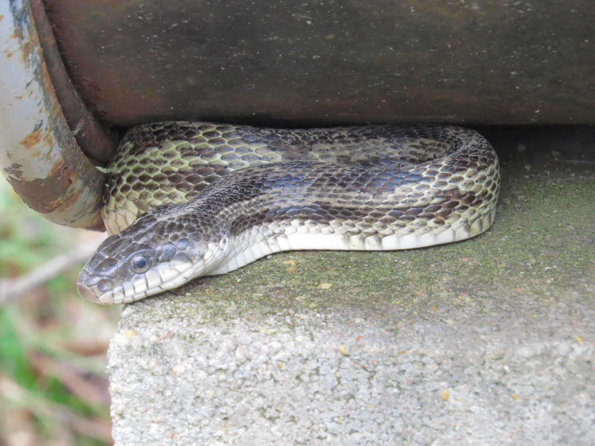 Rat snake - Elaphe obsoleta