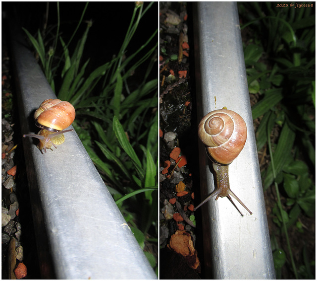 Abendliche Rennschnecke