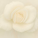The Scent of Forever