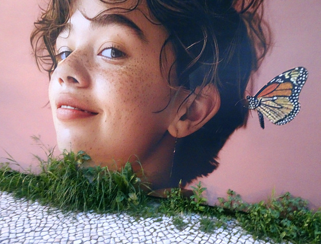 Young butterfly