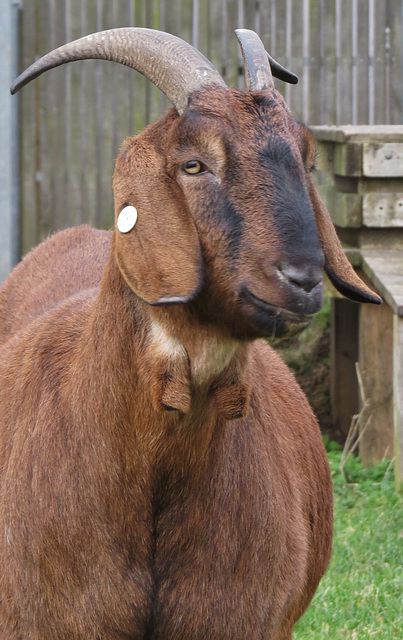 clissold park goat