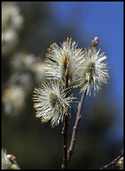 Salix caprea