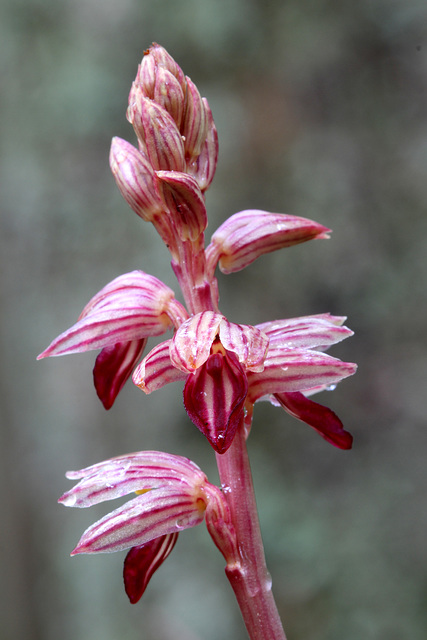 Striped Coralroot