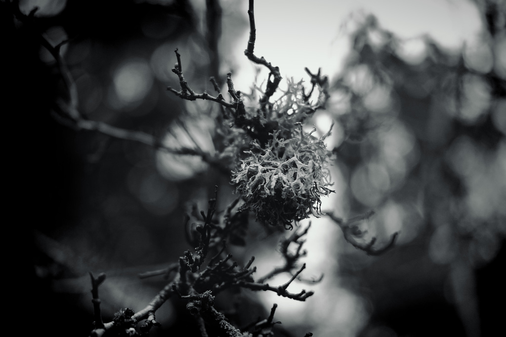 Tree Moss 35 mono