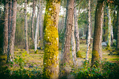 Forêt de Fontainebleau