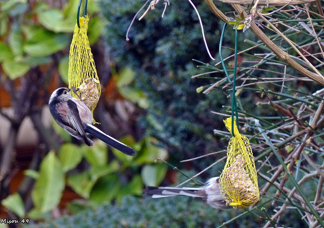 Dans mon jardin