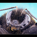 Bumble Bee Portrait