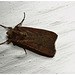 Moth IMG_2547