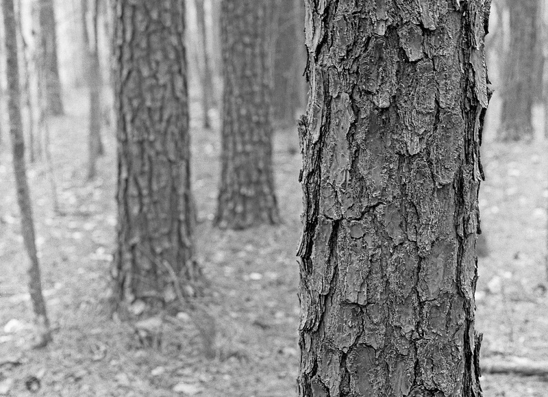 Loblolly Pines