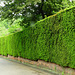 Fence Taxus Baccata
