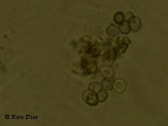 Hericium cirrhatum spores