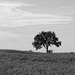 24/50 l'orme de M. Charbonneau, Mr. Charbonneau's elm tree